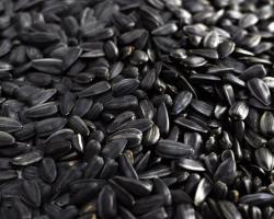Вредны ли черные семечки для здоровья